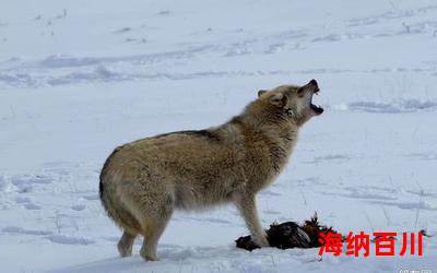 与狼共舞免费阅读大结局-与狼共舞在线阅读完整版