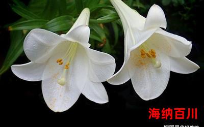 香水百合全文免费阅读 - 香水百合最新章节 - 无弹窗